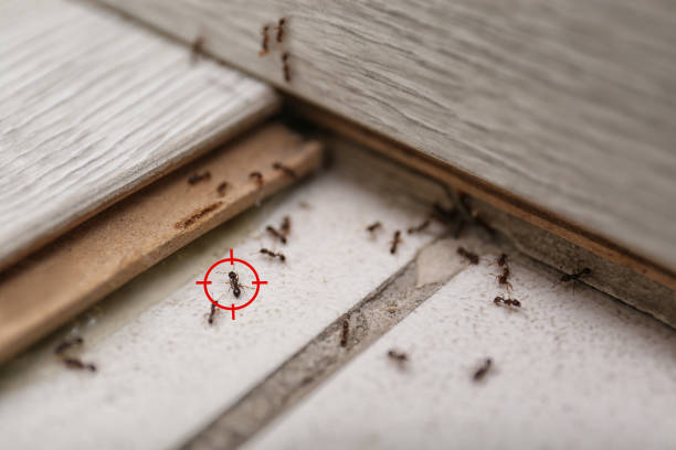 Best Commercial Pest Control Services  in Hoquiam, WA