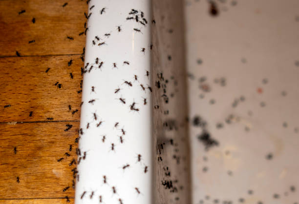 Best Affordable Pest Control Services  in Hoquiam, WA