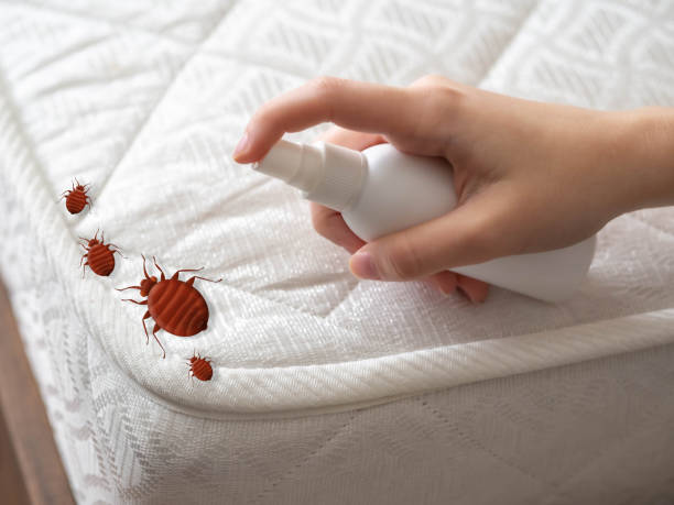 Best Flea Control Services  in Hoquiam, WA