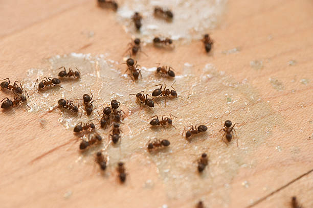 Best Wasp Removal Services  in Hoquiam, WA